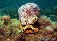 foto de buceo