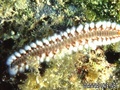 foto de buceo