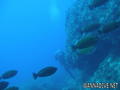 foto de buceo