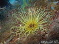 foto de buceo