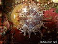 foto de buceo