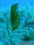 foto de buceo