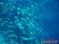 foto de buceo