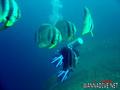 foto de buceo