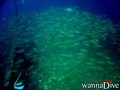 foto de buceo