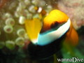 foto de buceo