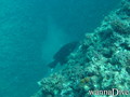 foto de buceo