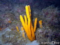 foto de buceo