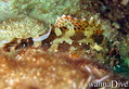foto de buceo