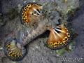 foto de buceo