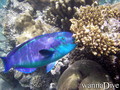 foto de buceo
