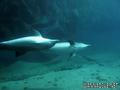foto de buceo