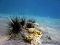 foto de buceo