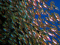 foto de buceo