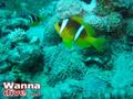foto de buceo