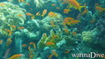 foto de buceo