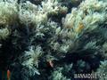 foto de buceo