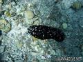 foto de buceo