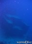 foto de buceo