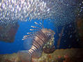 foto de buceo