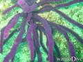 foto de buceo
