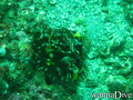 foto de buceo