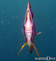foto de buceo