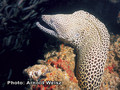 foto de buceo