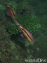 foto de buceo