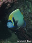 foto de buceo
