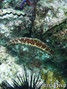 foto de buceo