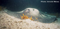 foto de buceo
