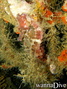 foto de buceo