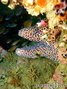 foto de buceo