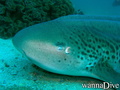 foto de buceo