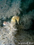 foto de buceo
