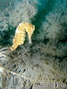 foto de buceo