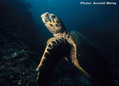 foto de buceo