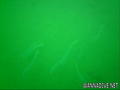 foto de buceo