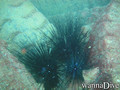 foto de buceo