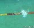 foto de buceo