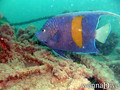 foto de buceo