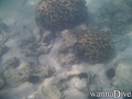 foto de buceo