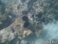 foto de buceo