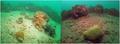 foto de buceo