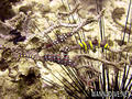 foto de buceo