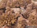 foto de buceo