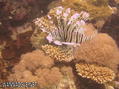 foto de buceo