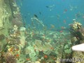 foto de buceo