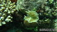 foto de buceo